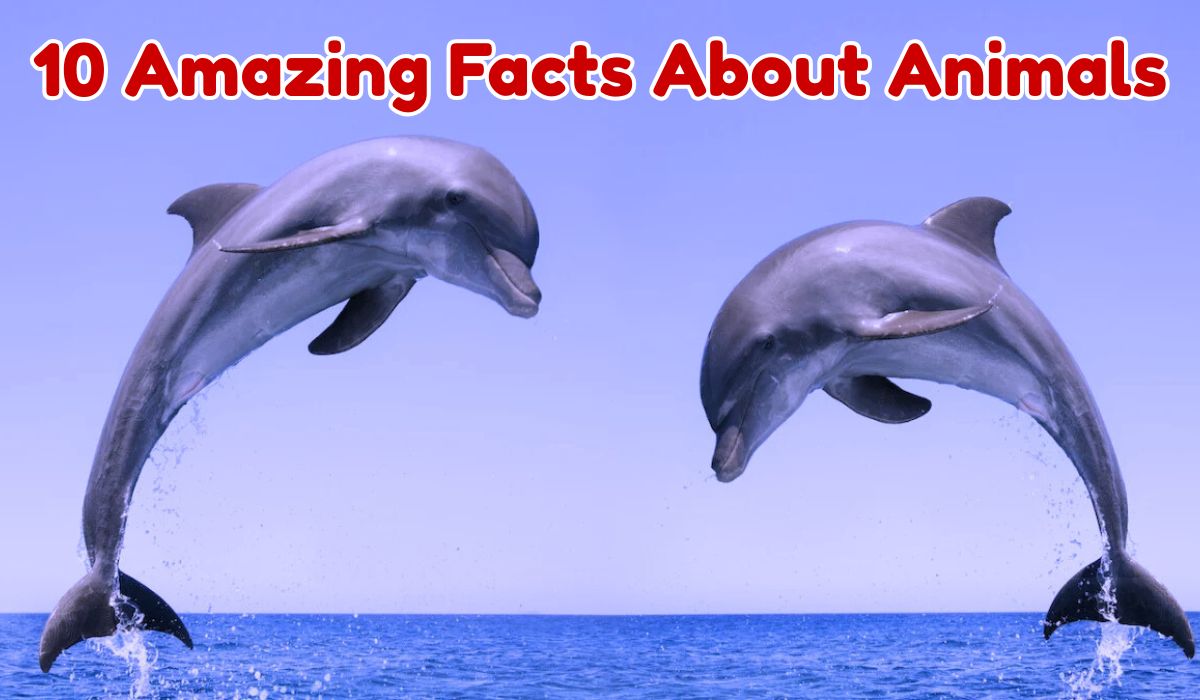 10 Amazing Facts About Animals