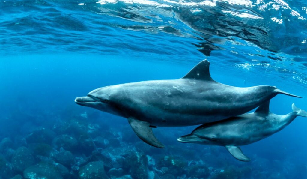 10 Amazing Facts About Animals