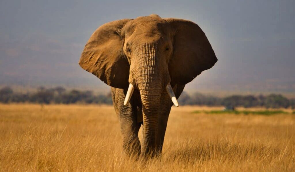 10 Amazing Facts About Animals