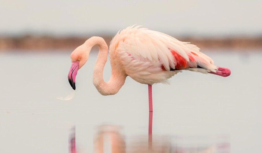 10 Amazing Facts About Animals