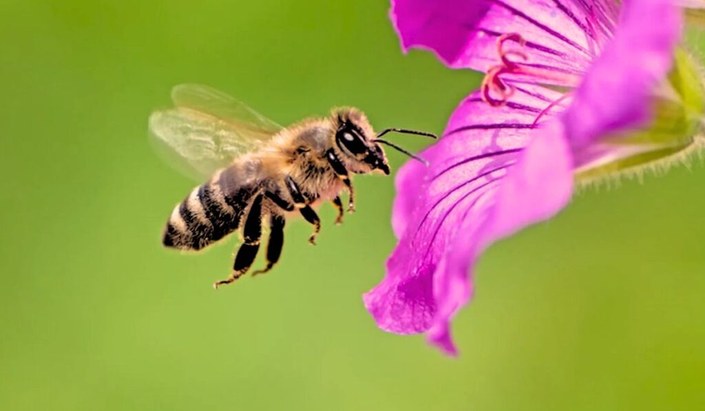 10 Amazing Facts About Animals