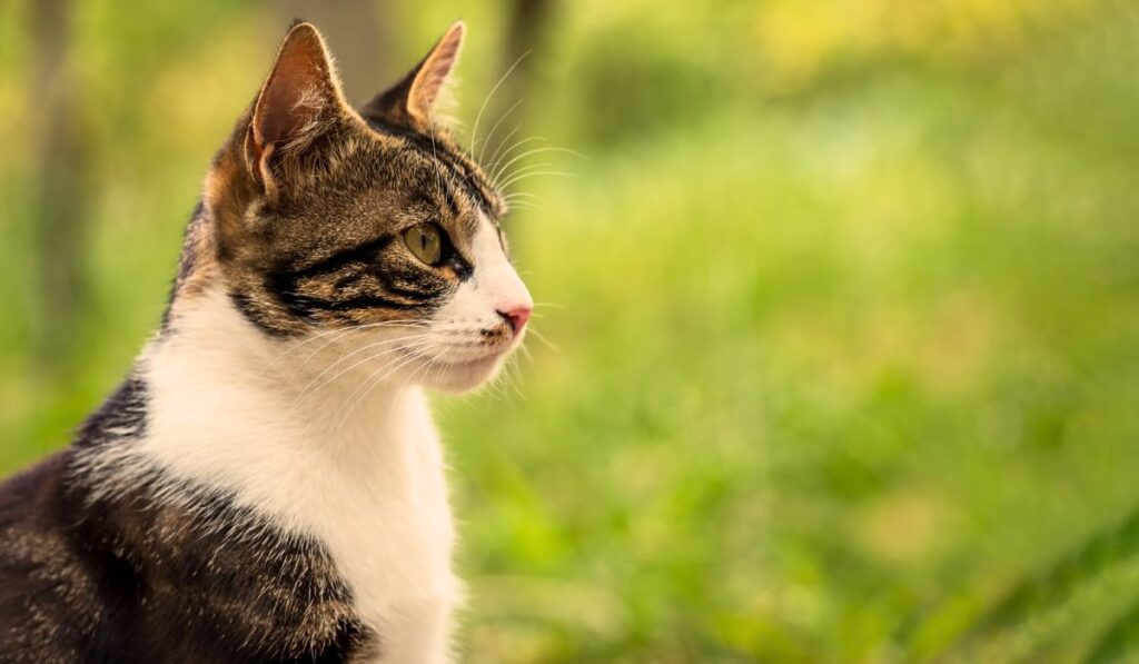 10 Amazing Facts About Animals